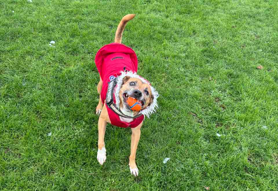 dog sitting bristol