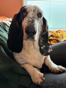 tailored care for dogs